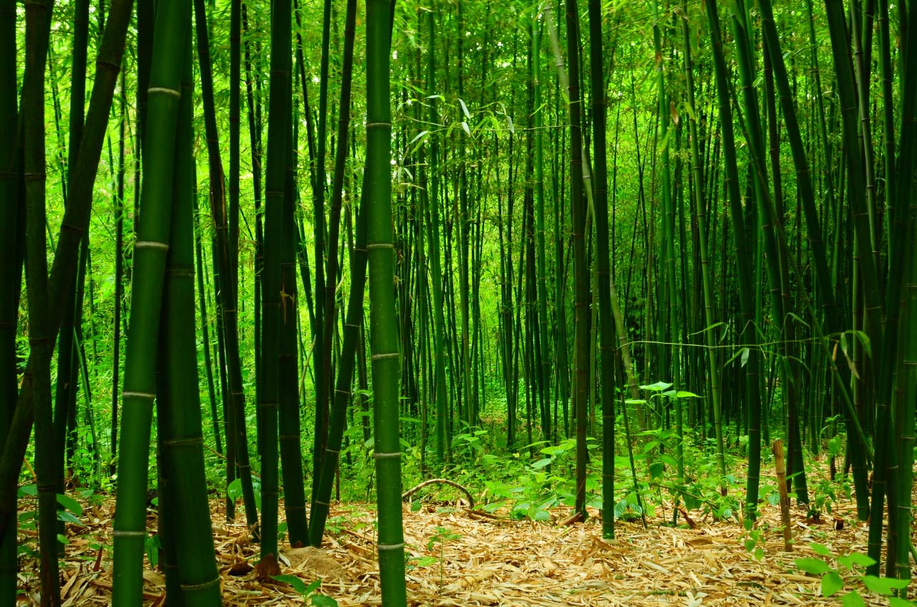 bamboo